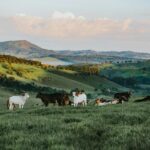 managing cattle with ease