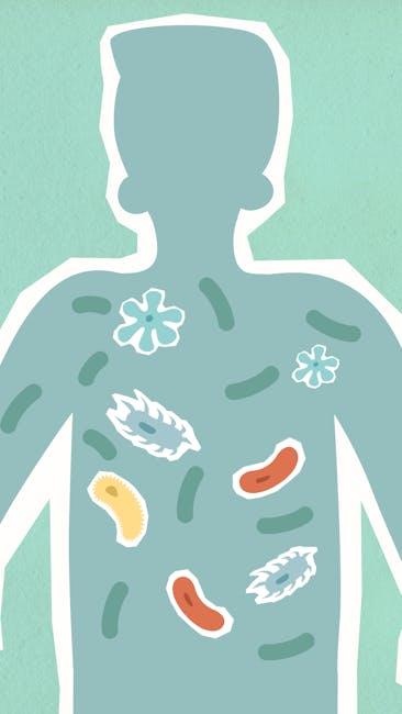Gut Health and Immunity The Role of Probiotics and Fiber in Strengthening Your Immune System