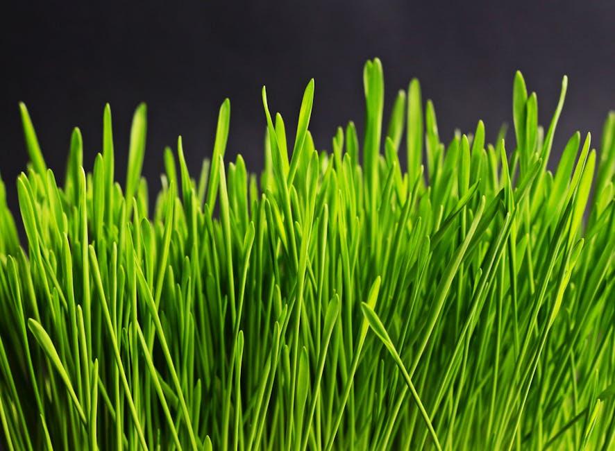 Practical Dietary Strategies Daily Habits and Foods to Boost Your Immune Resilience
